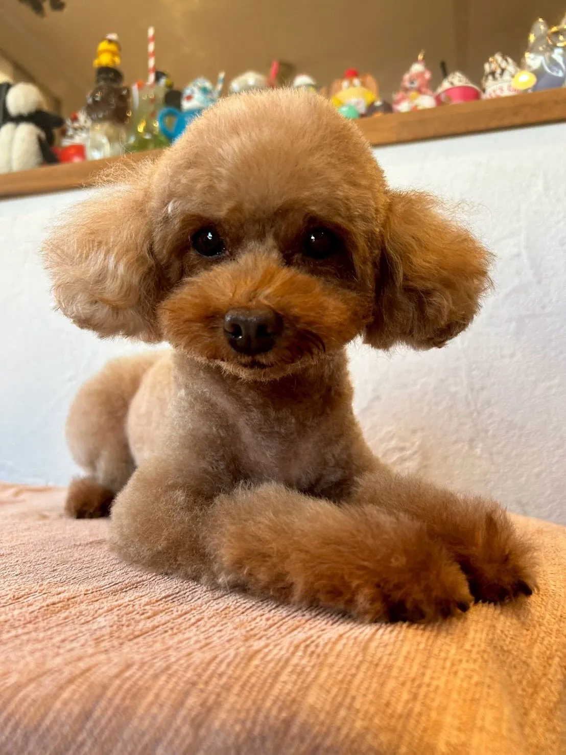 トリミングサロンに新しいお友達が来てくれました✨ 