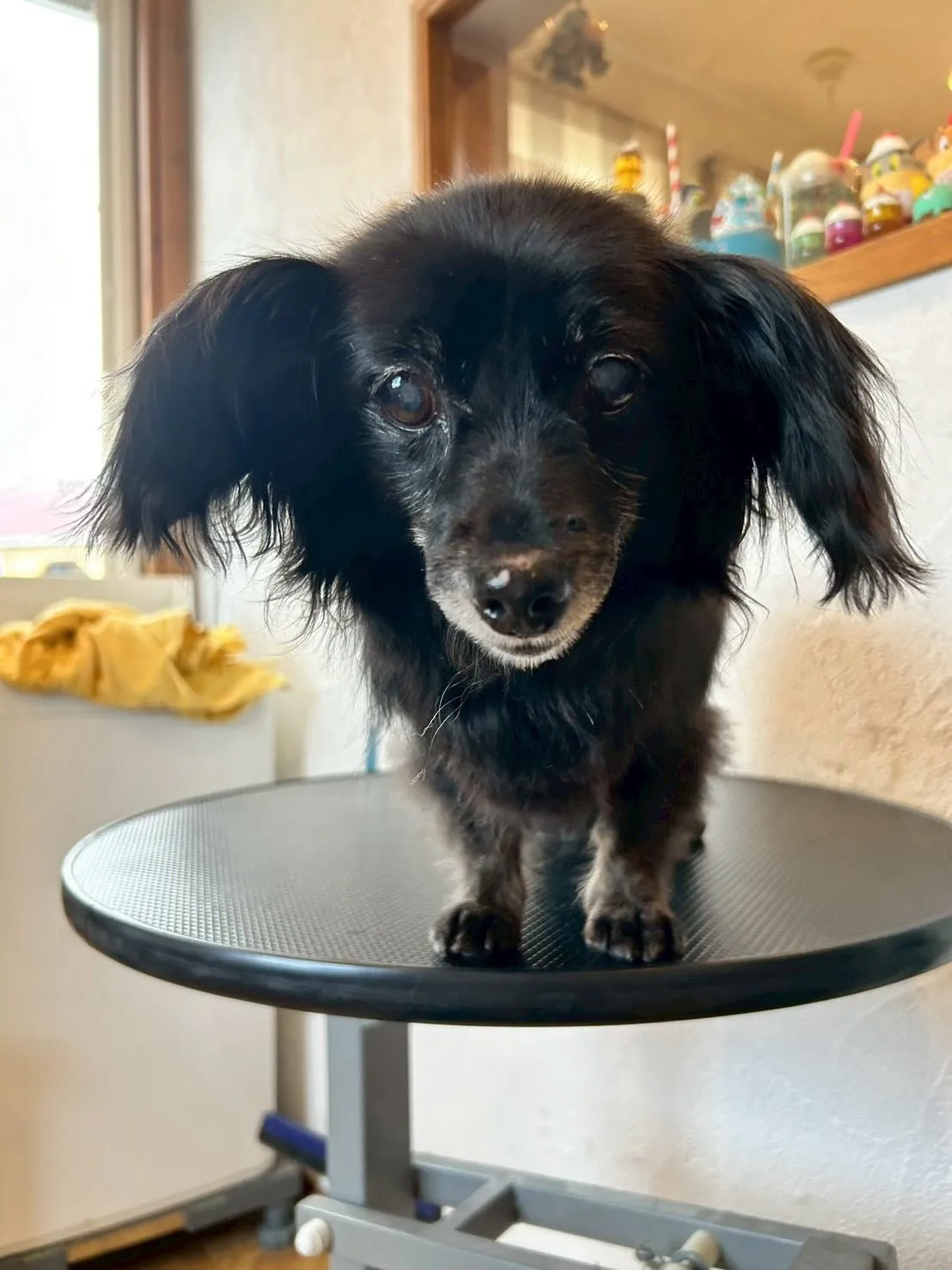 トリミングサロンに新しいお友達が来てくれました✨ 