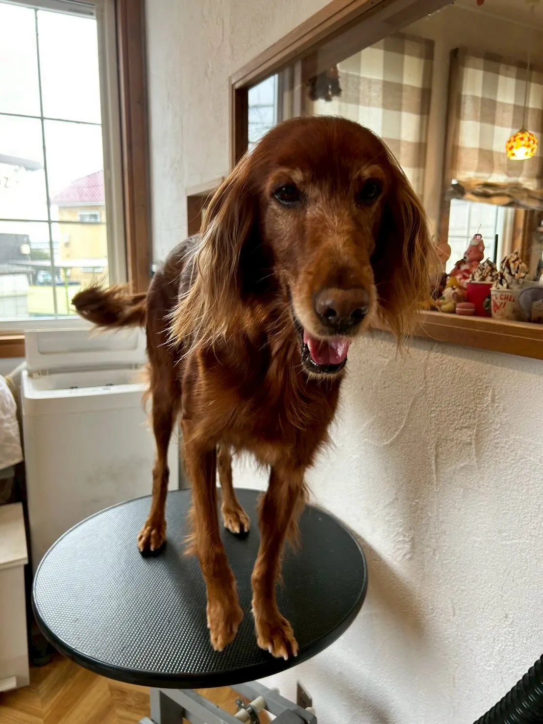 🐾個性的なワンちゃんたちを紹介しますよ〜！