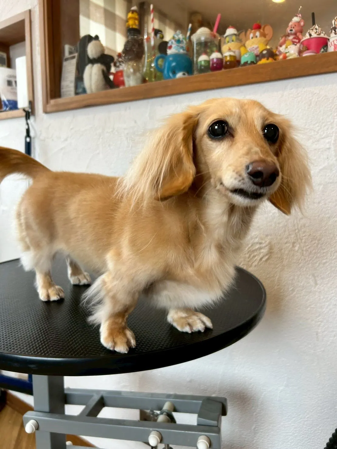 🐾個性的なワンちゃんたちを紹介しますよ〜！