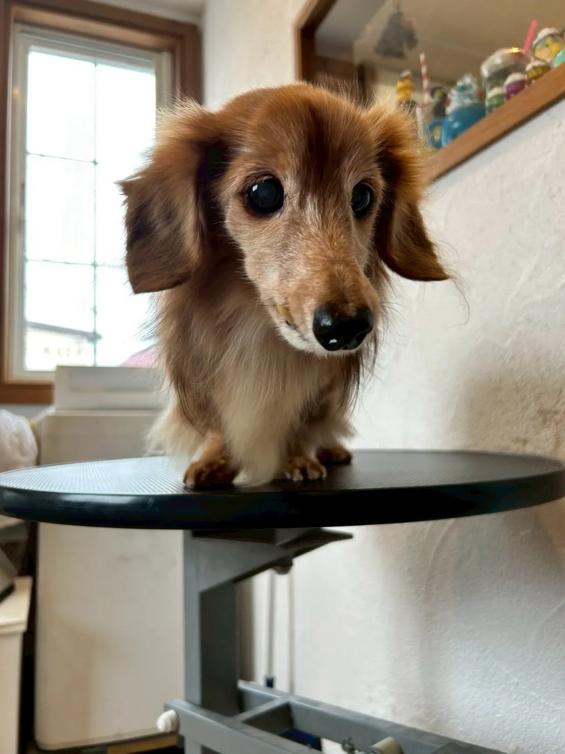 🐾個性的なワンちゃんたちを紹介しますよ〜！