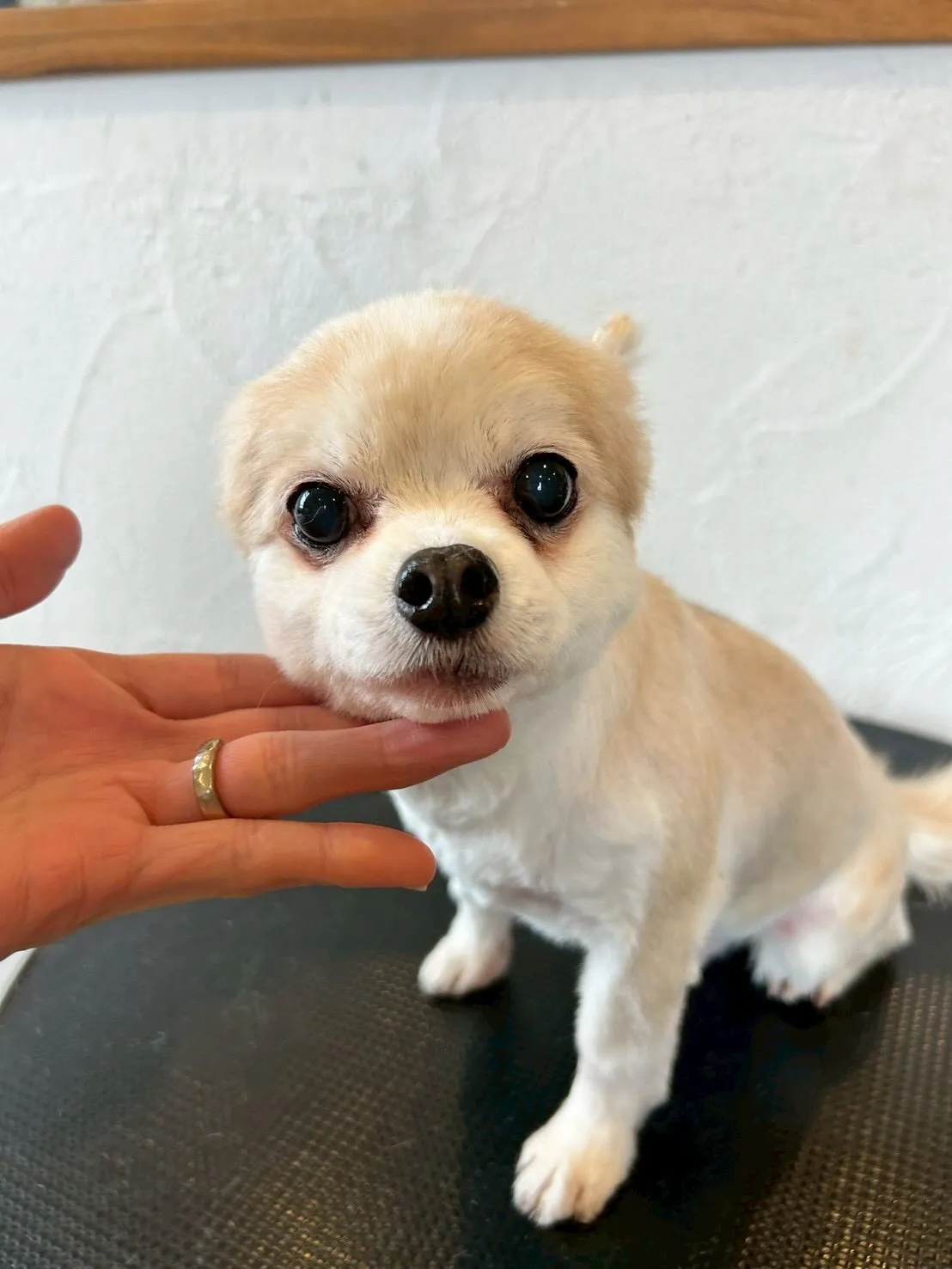 🐾個性的なワンちゃんたちを紹介しますよ〜！