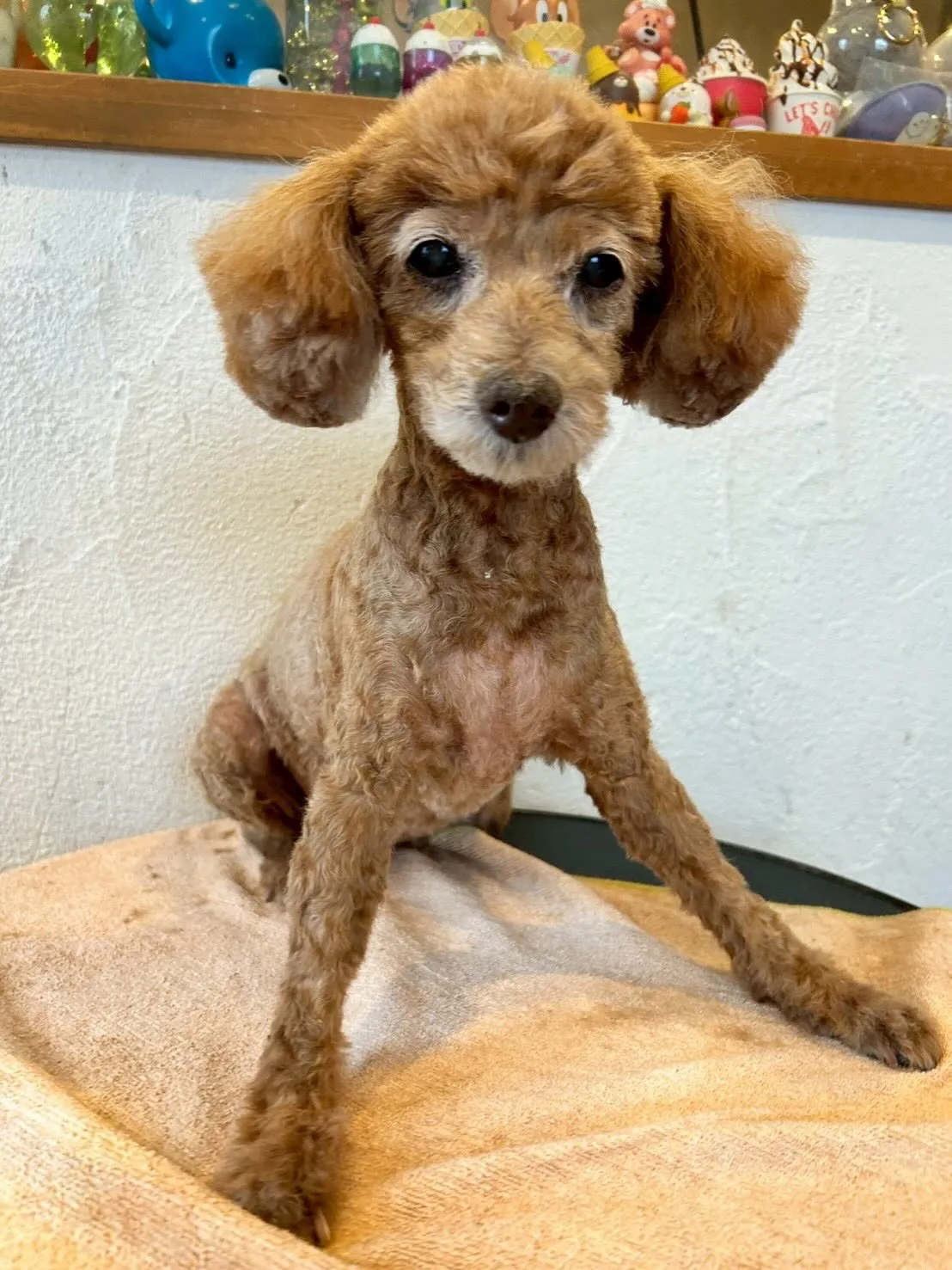 🐾個性的なワンちゃんたちを紹介しますよ〜！