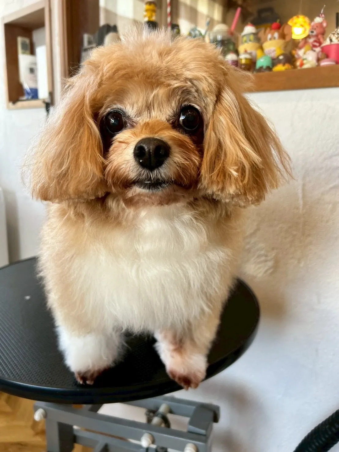 とっても賑やかなトリミングサロンでした✨