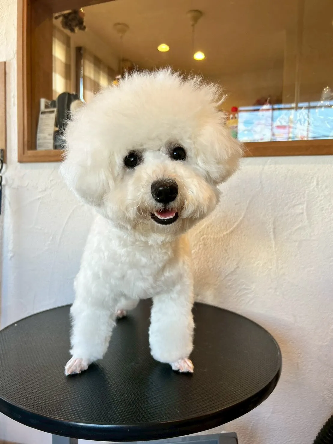 とっても賑やかなトリミングサロンでした✨