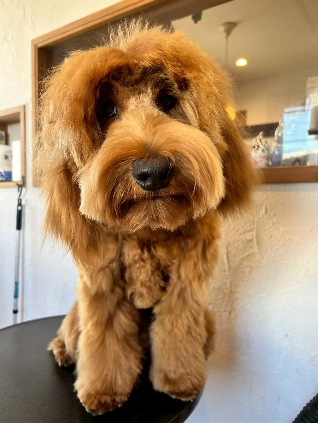 こんにちは!🐾