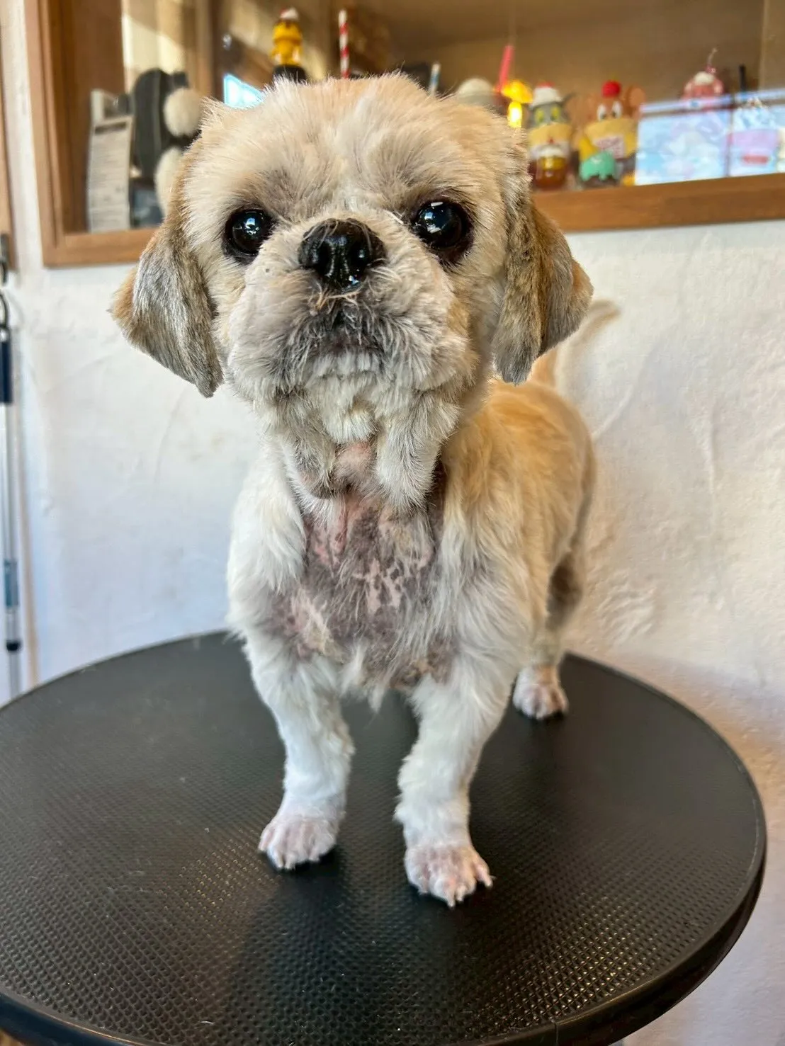 こんにちは!🐾