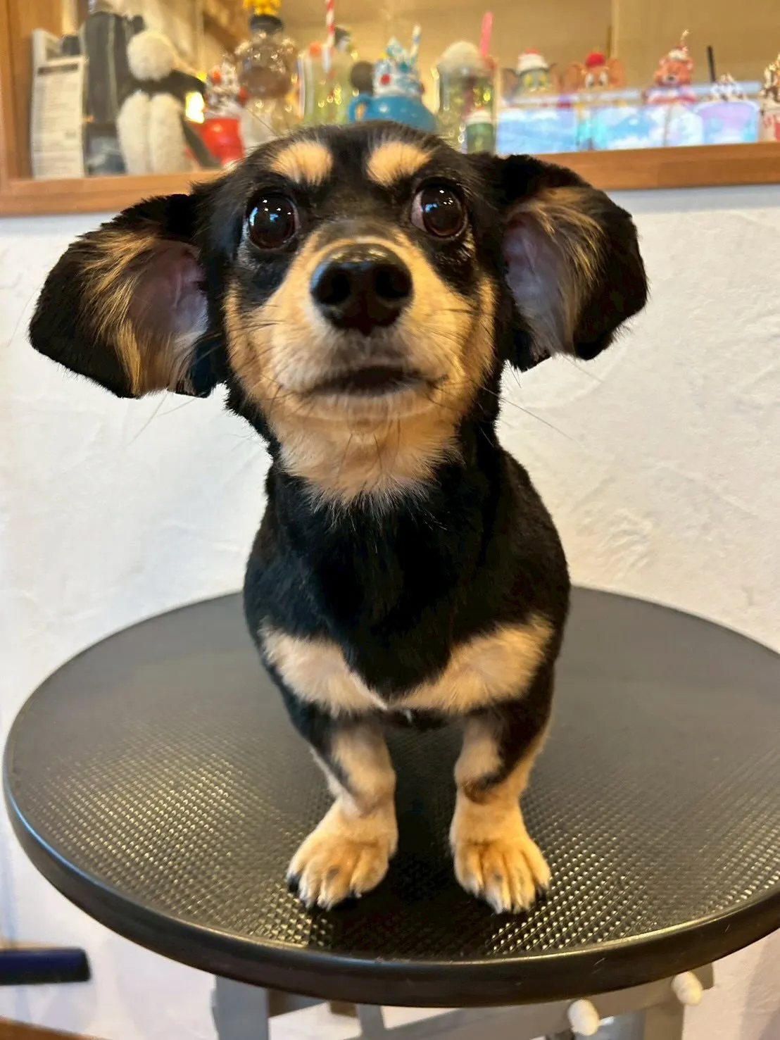 こんにちは!🐾