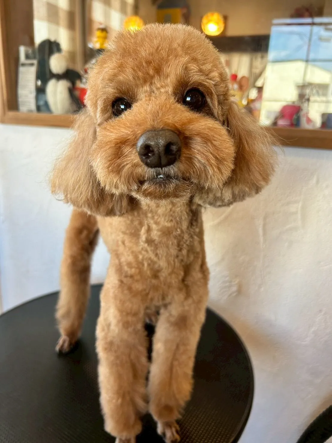 トリミングサロンで素敵なお客さまたちをご紹介します✨