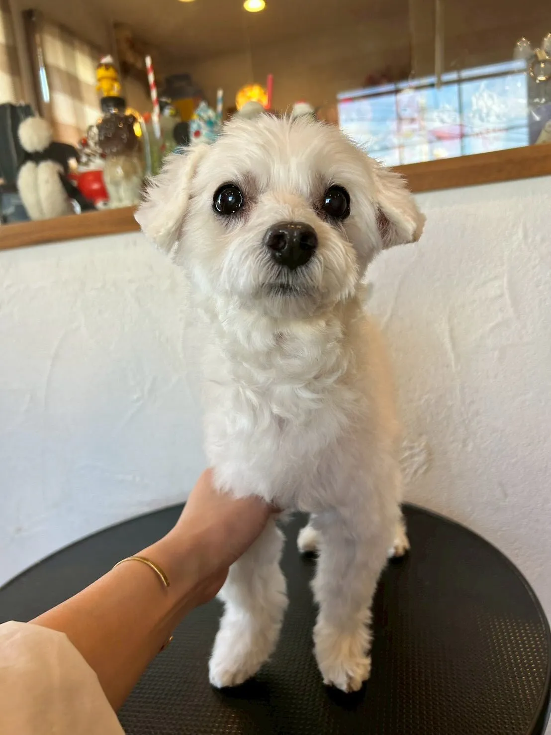 トリミングサロンで素敵なお客さまたちをご紹介します✨