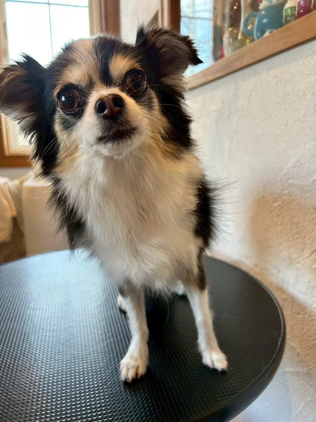 トリミングサロンで素敵なお客さまたちをご紹介します✨