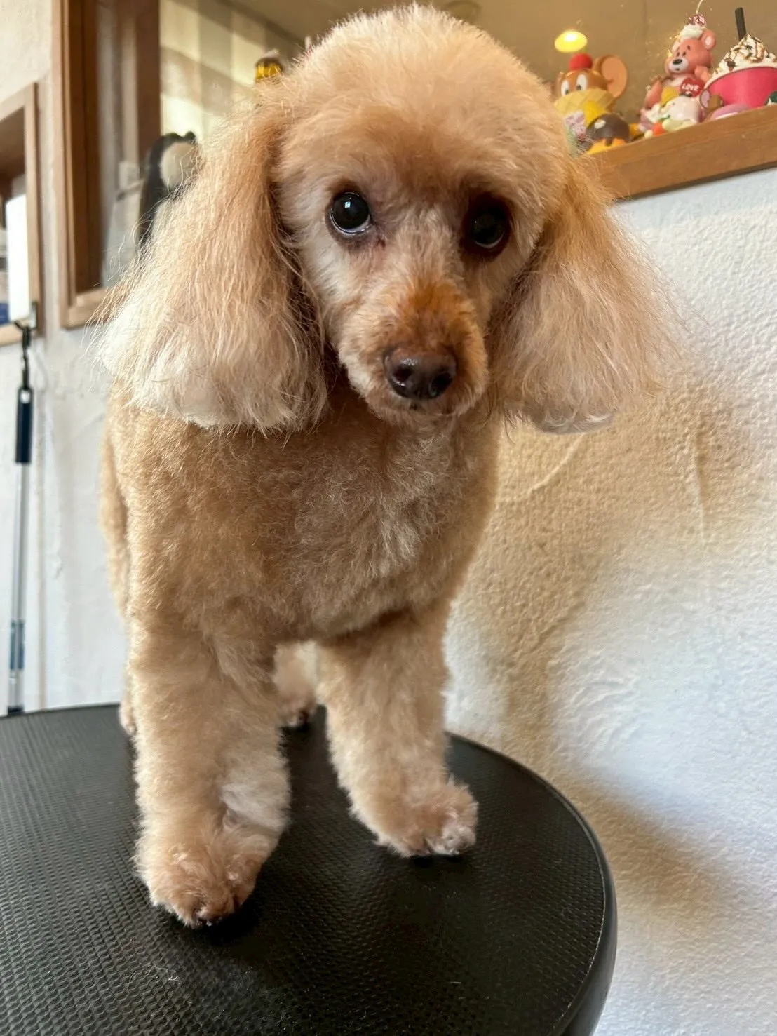 今日はわんちゃんたちのビューティーデイ🐶✨