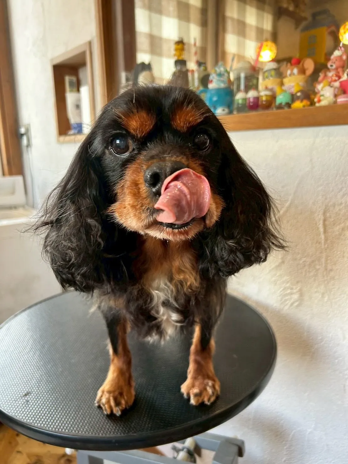 今日はわんちゃんたちのビューティーデイ🐶✨