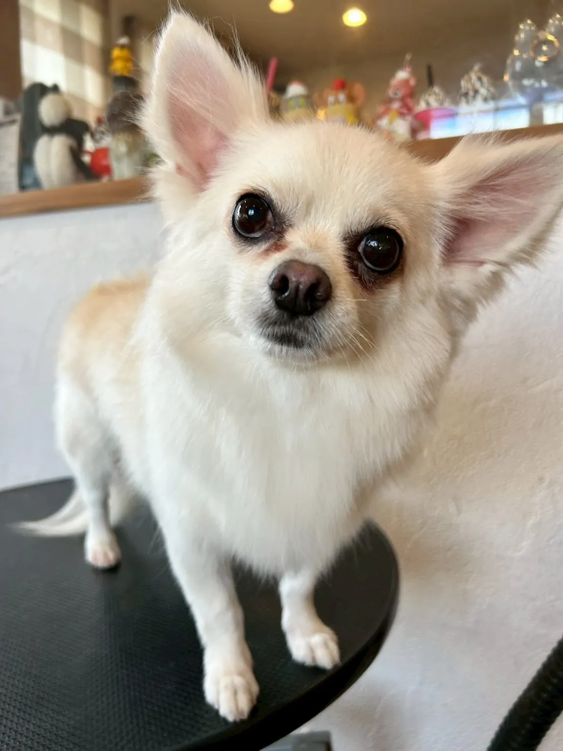 今日はわんちゃんたちのビューティーデイ🐶✨