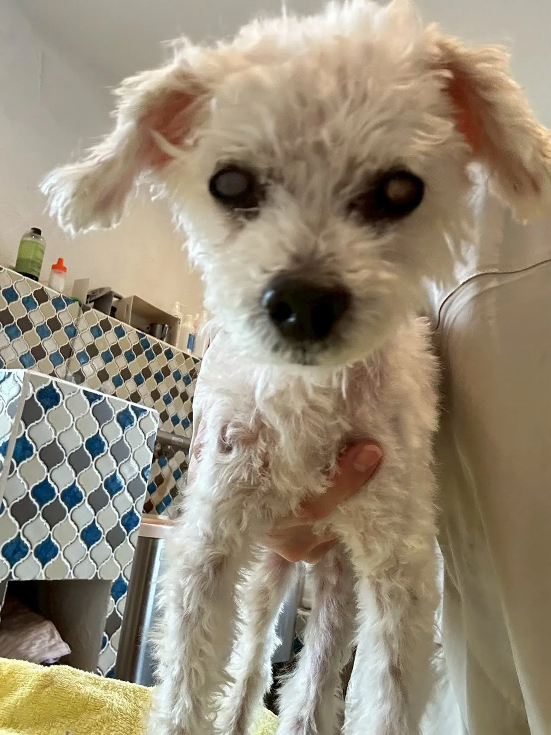 今日はわんちゃんたちのビューティーデイ🐶✨