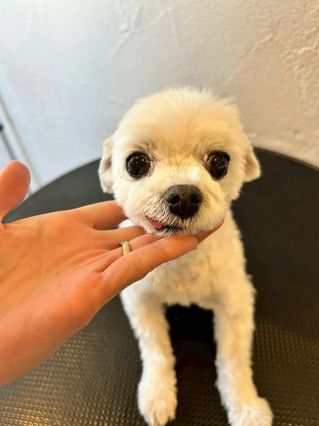 元気いっぱいに来店してくれたワンちゃんたちをご紹介します！🐾...