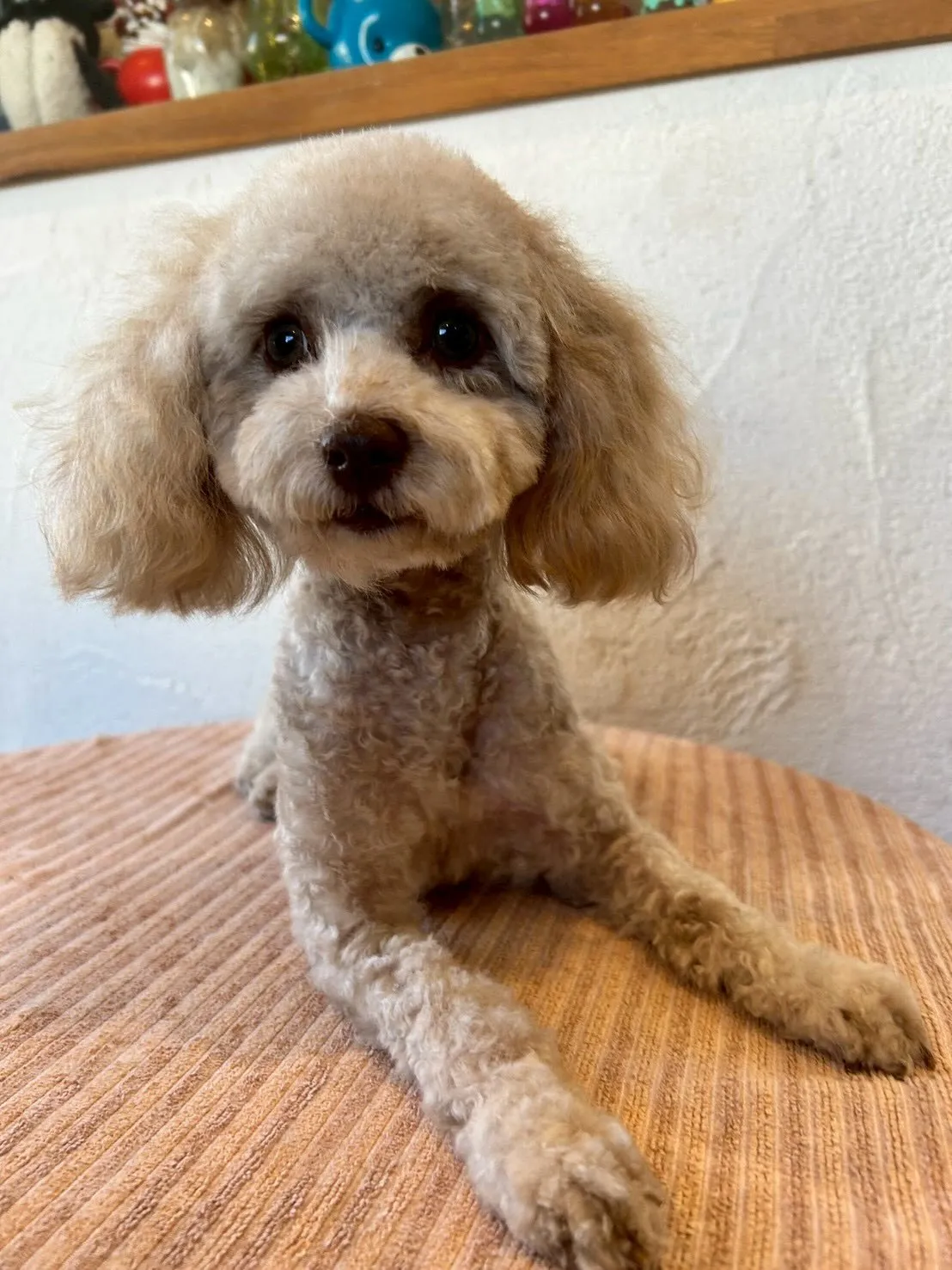 元気いっぱいに来店してくれたワンちゃんたちをご紹介します！🐾...