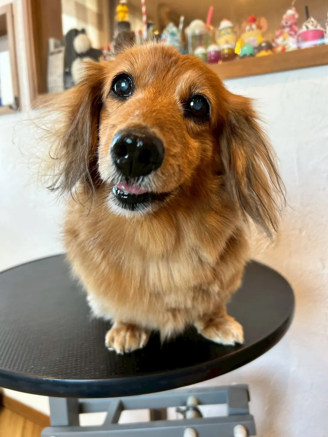 元気いっぱいに来店してくれたワンちゃんたちをご紹介します！🐾...