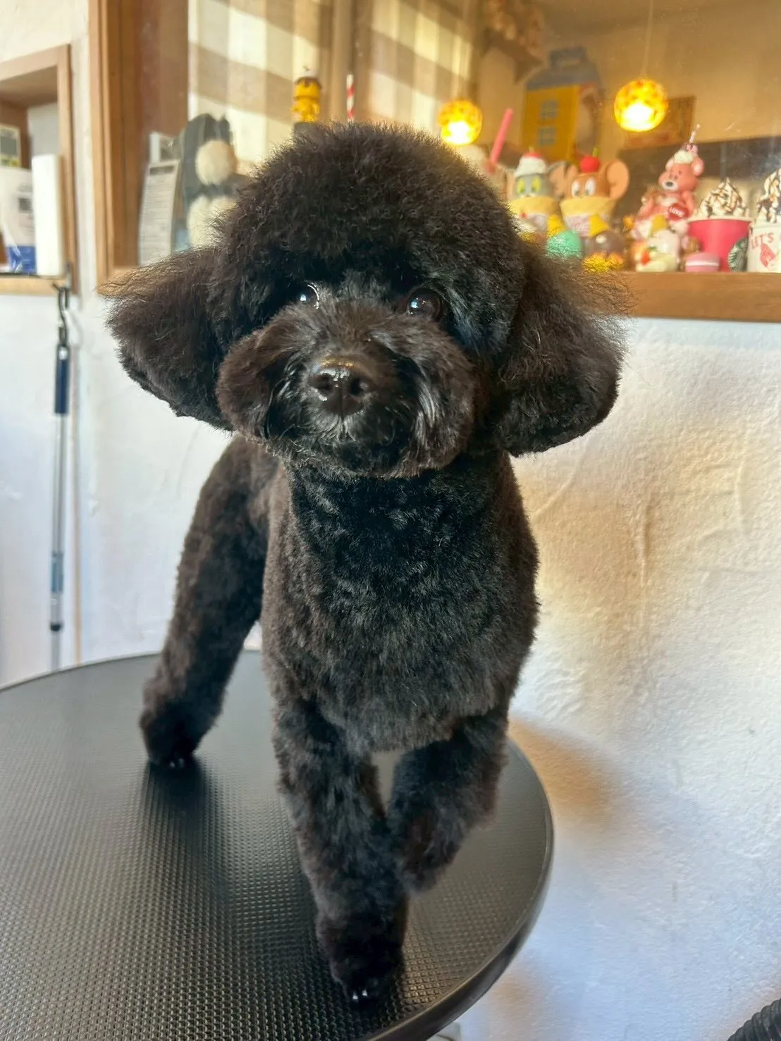 素敵なワンちゃんたちが遊びに来てくれました✨