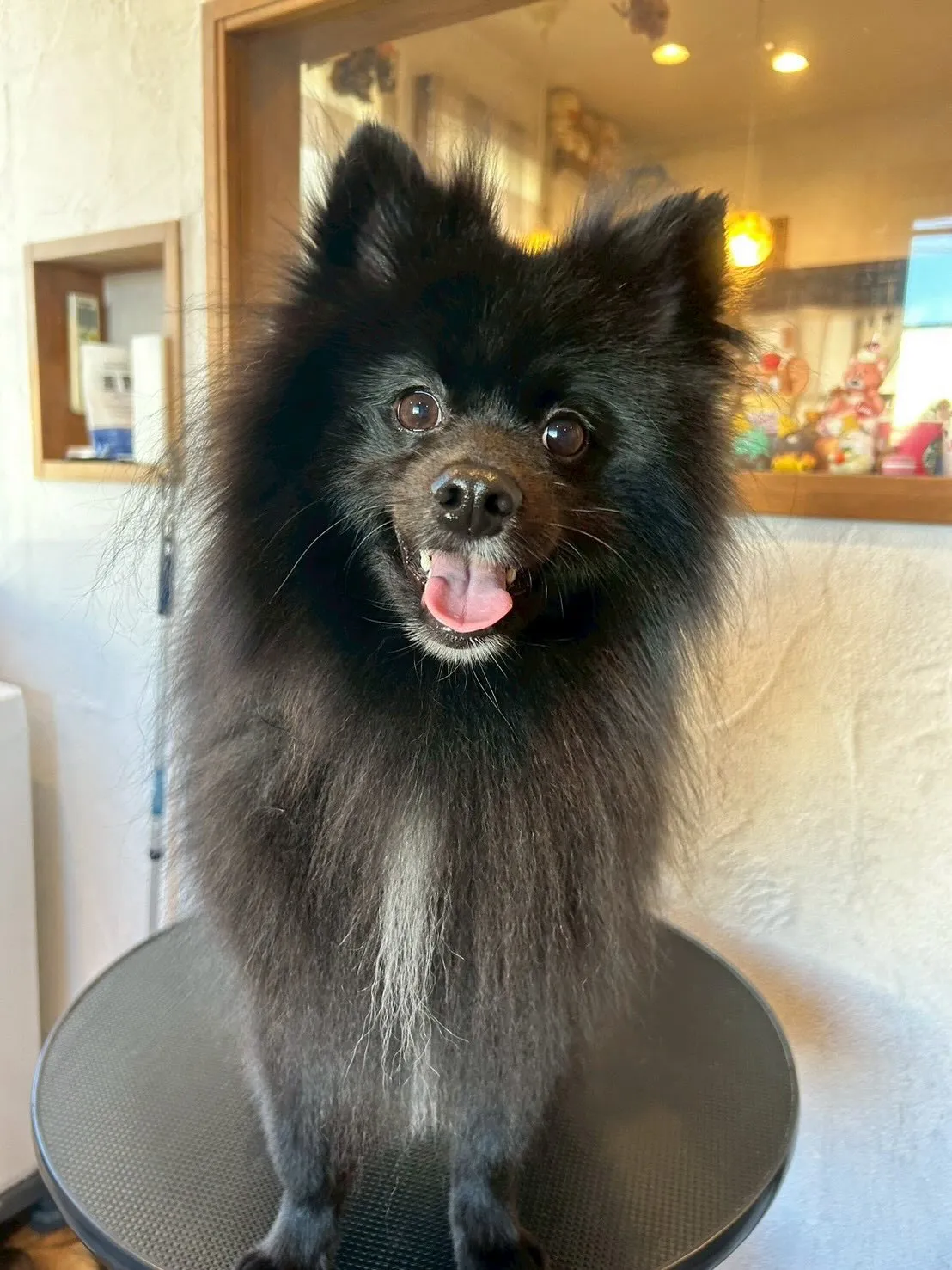 素敵なワンちゃんたちが遊びに来てくれました✨