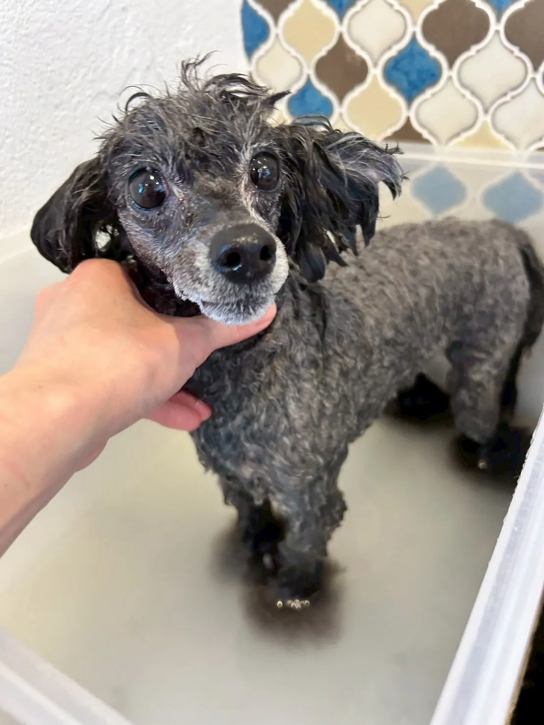 素敵なワンちゃんたちが遊びに来てくれました✨