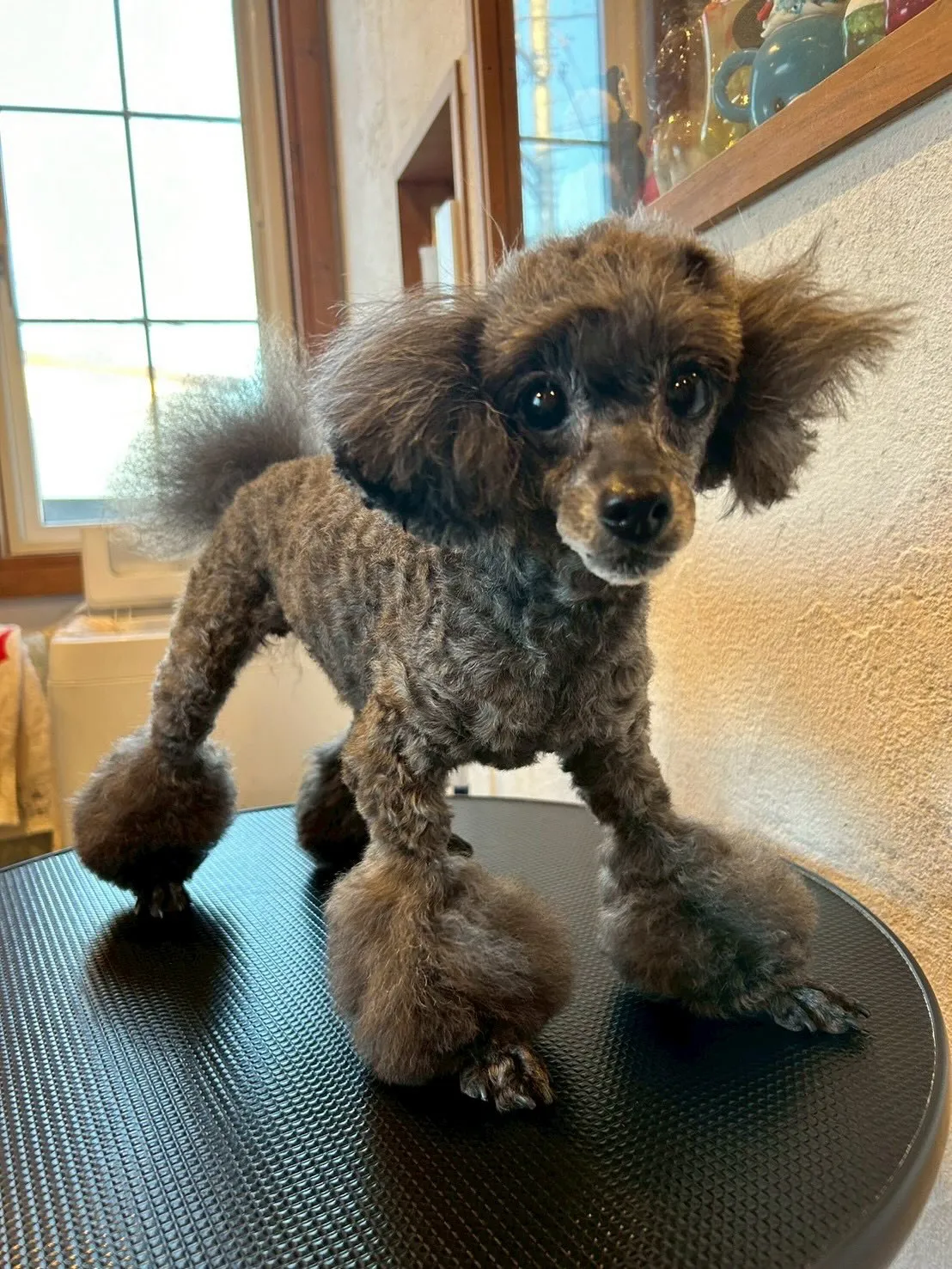 素敵なワンちゃんたちが遊びに来てくれました✨