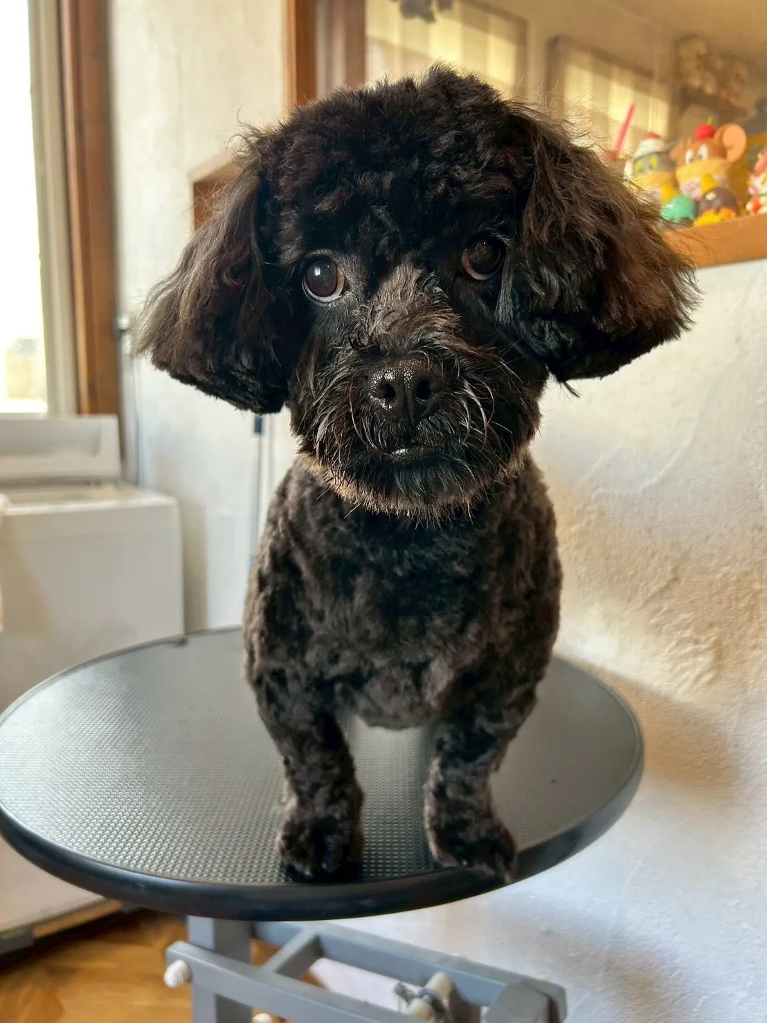 こんにちは、みなさん！🐾