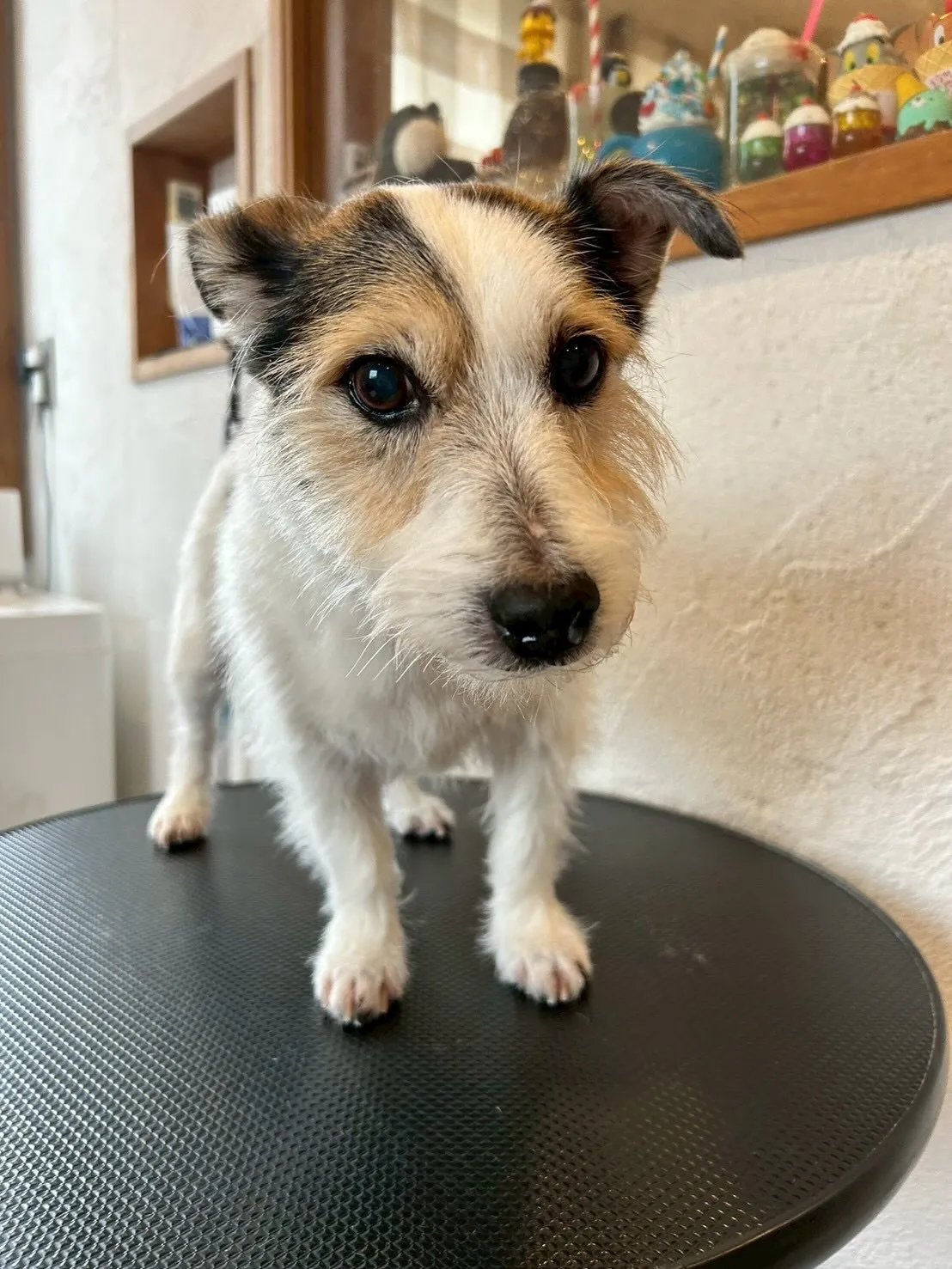 ワンちゃんたちと楽しくお仕事しました！🐾