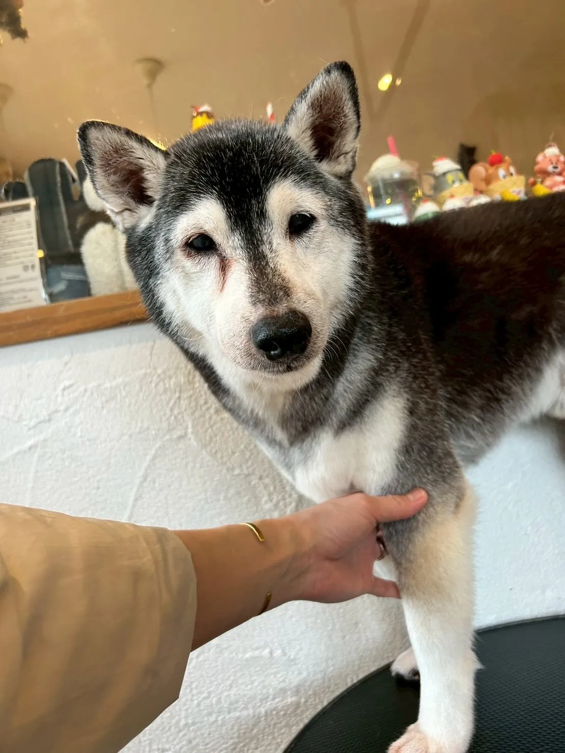 ワンちゃんたちと楽しくお仕事しました！🐾