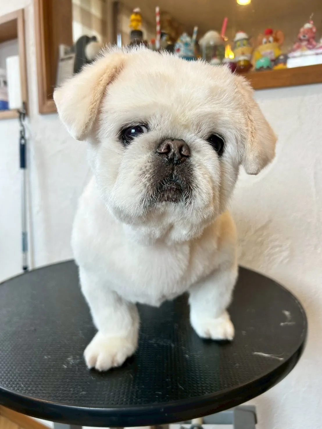 ワンちゃんたちと楽しくお仕事しました！🐾