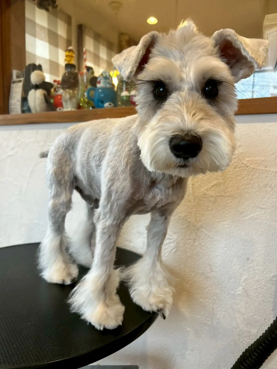 ワンちゃんたちと楽しくお仕事しました！🐾