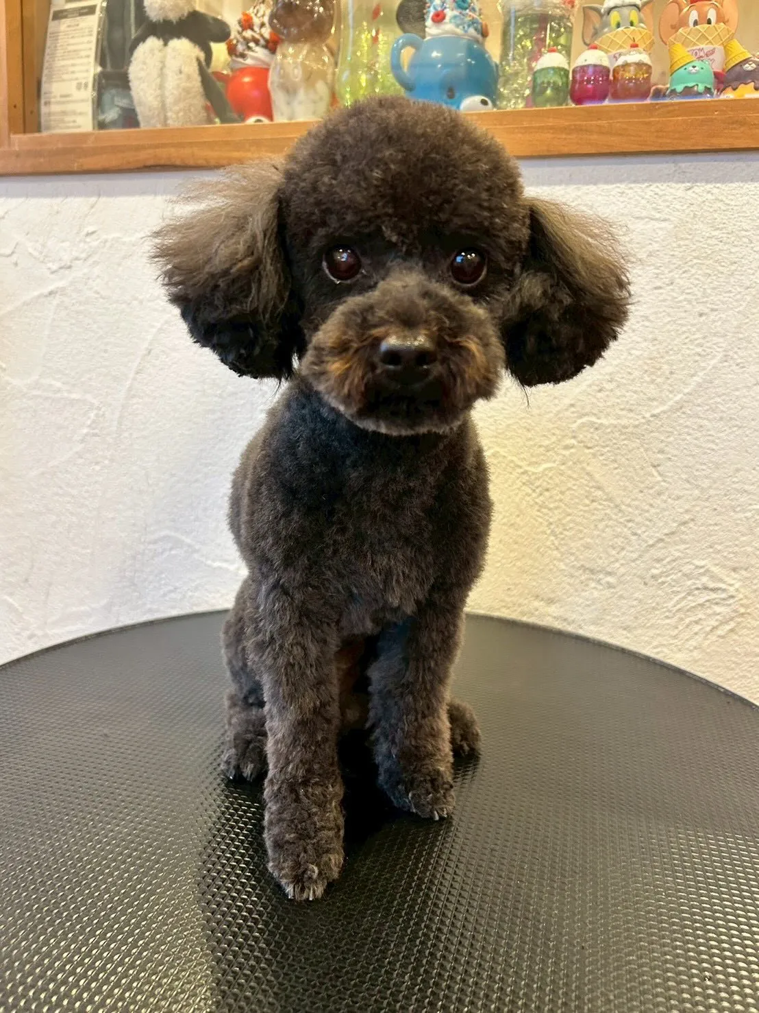 ワンちゃんたちと楽しくお仕事しました！🐾