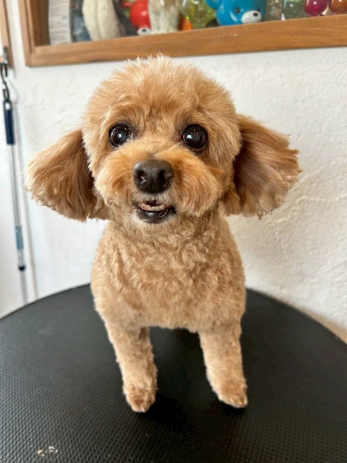 おしゃれで元気なワンちゃんたちが大集合！