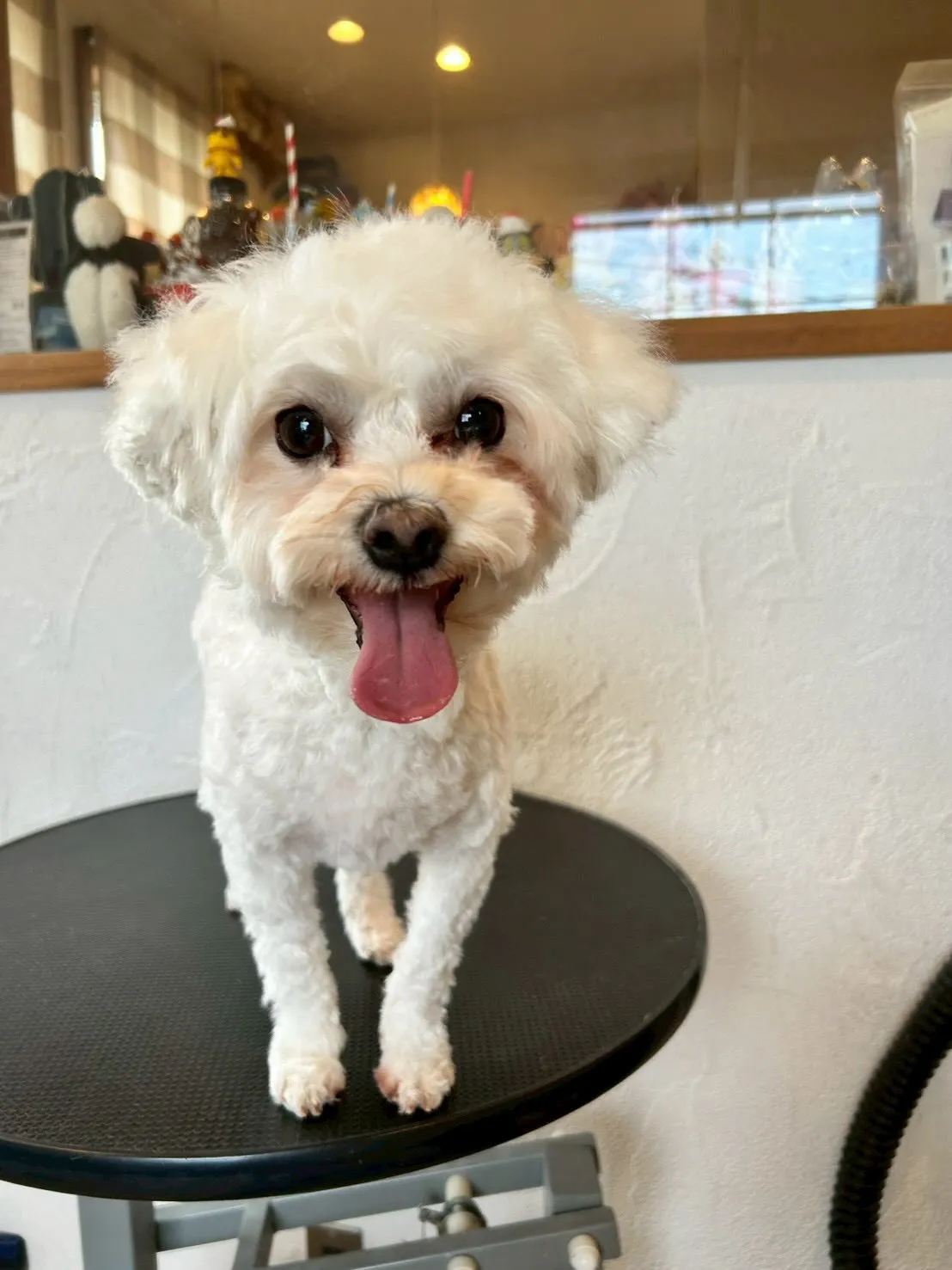 おしゃれで元気なワンちゃんたちが大集合！