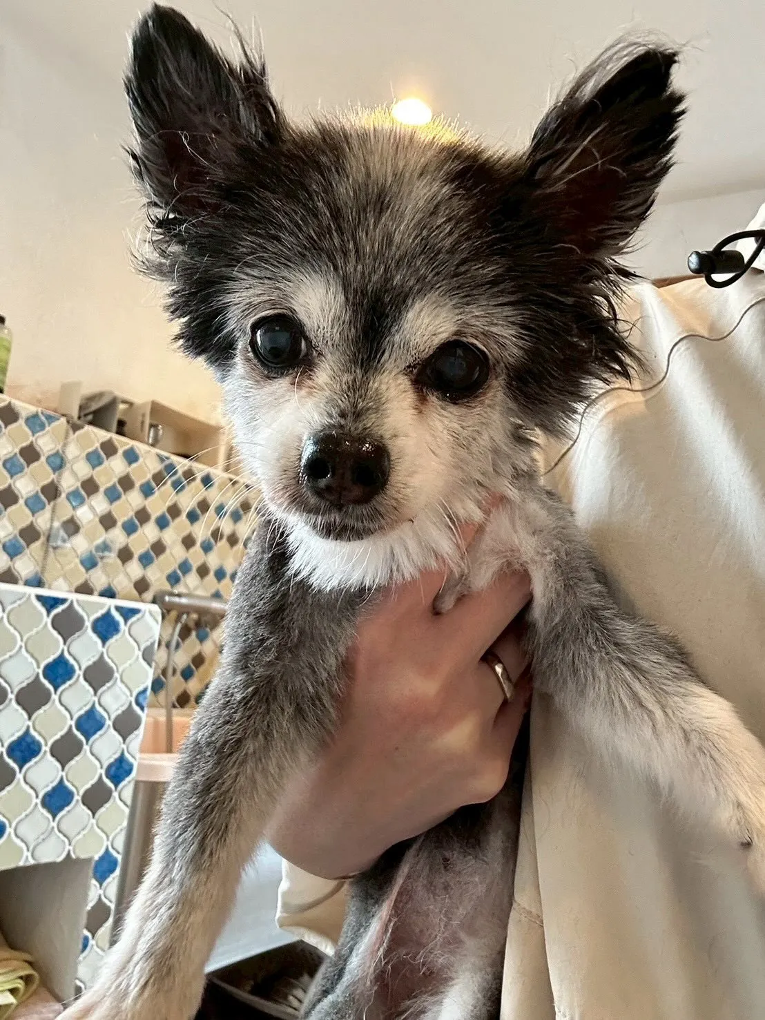 おしゃれで元気なワンちゃんたちが大集合！