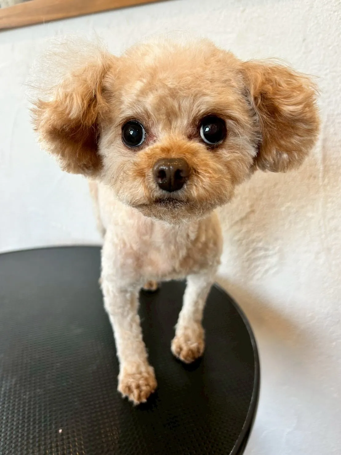 おしゃれで元気なワンちゃんたちが大集合！