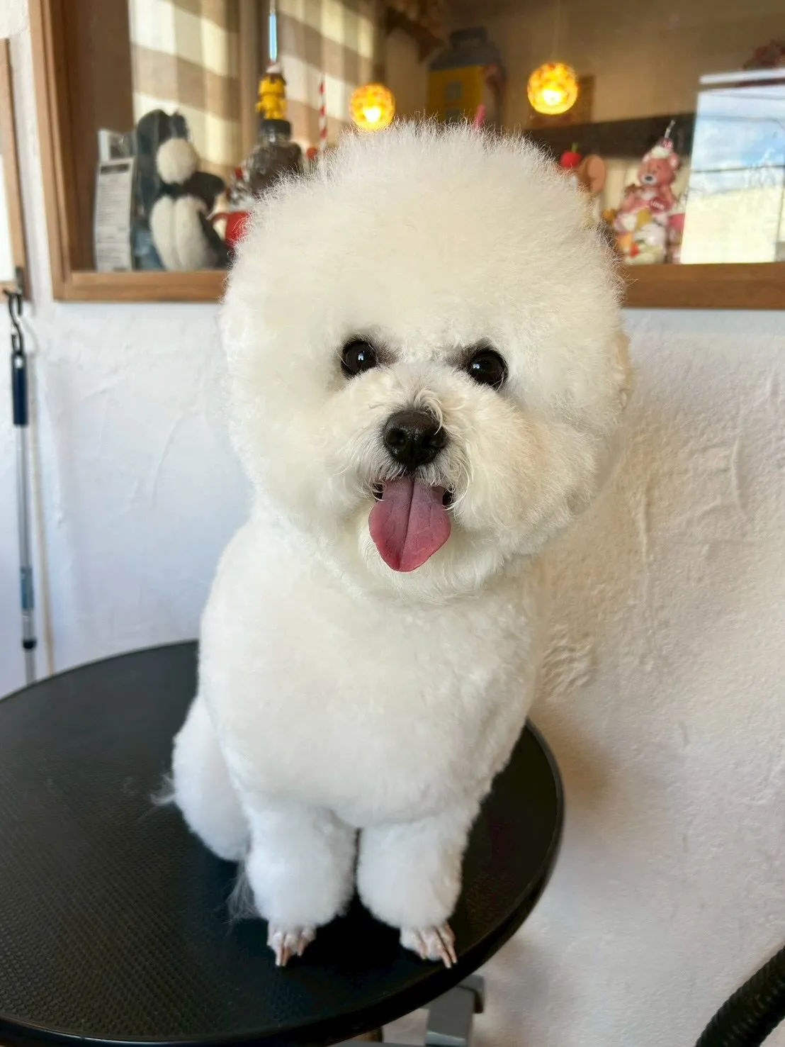 ビションフリーゼのぴちょんちゃん、ついにふわふわモード全開🐶...