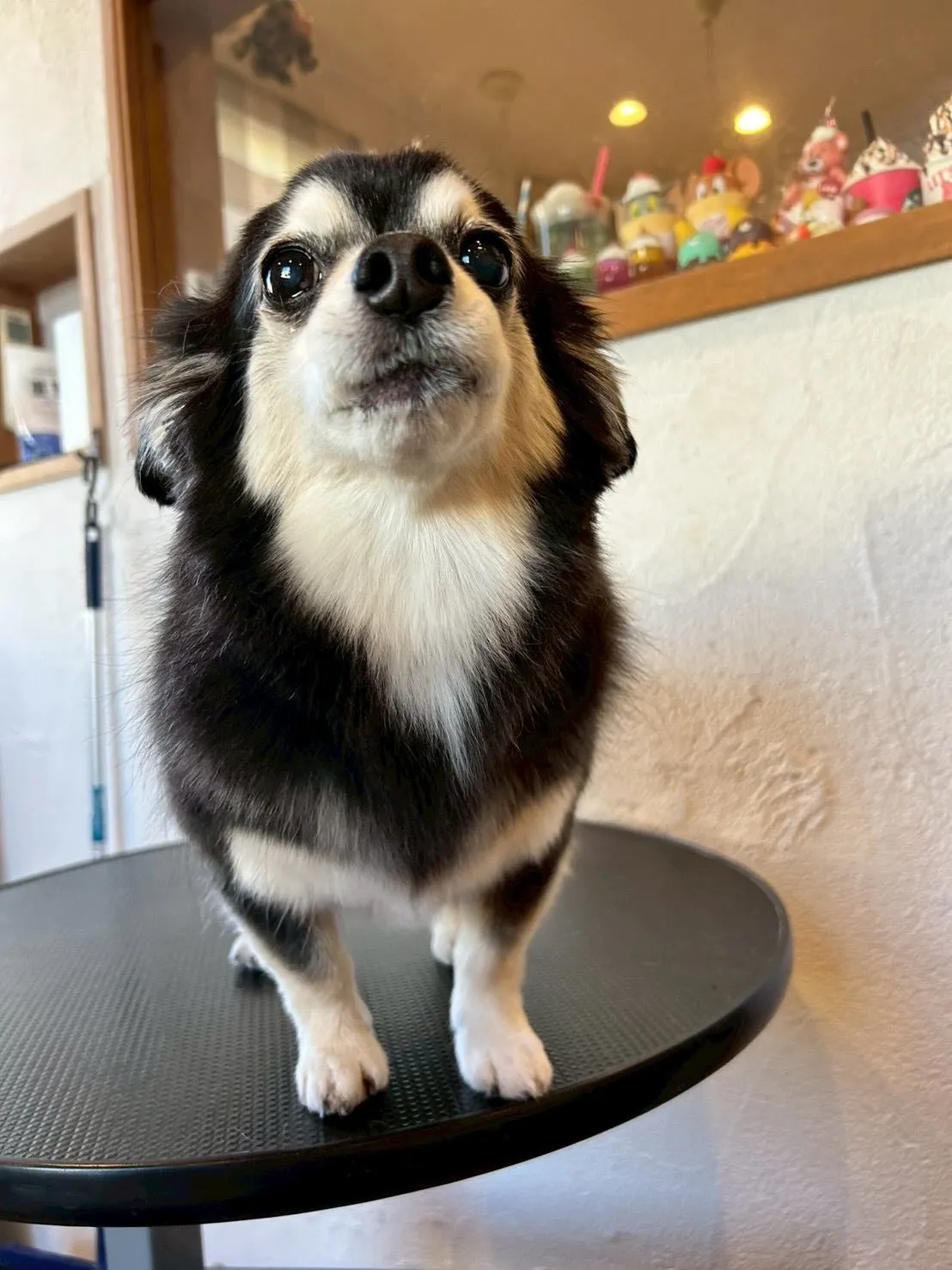 ビションフリーゼのぴちょんちゃん、ついにふわふわモード全開🐶...