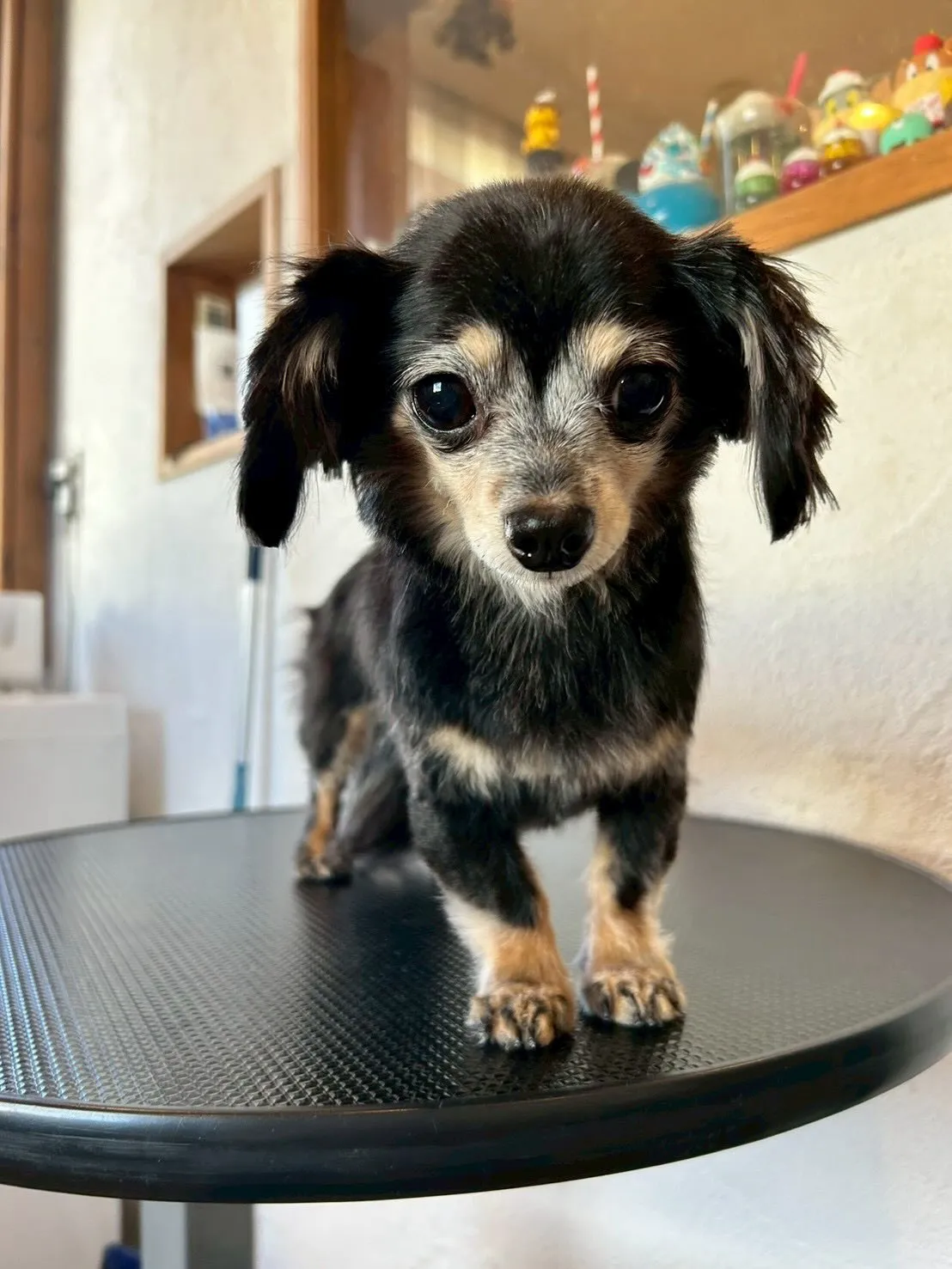 ビションフリーゼのぴちょんちゃん、ついにふわふわモード全開🐶...