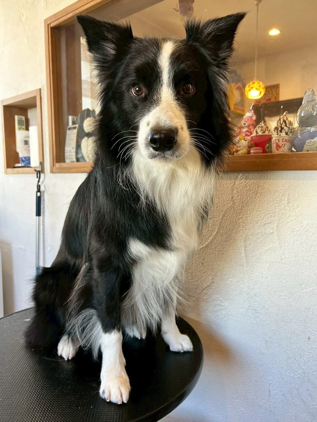 🐾 トリミングサロンで最高のビフォー＆アフターをご紹介します...