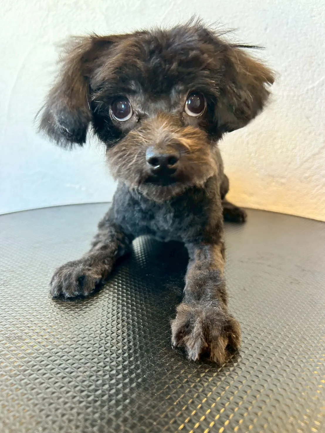 🐾 トリミングサロンで最高のビフォー＆アフターをご紹介します...