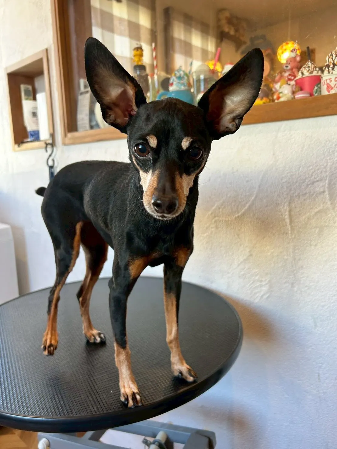 🐾 トリミングサロンで最高のビフォー＆アフターをご紹介します...