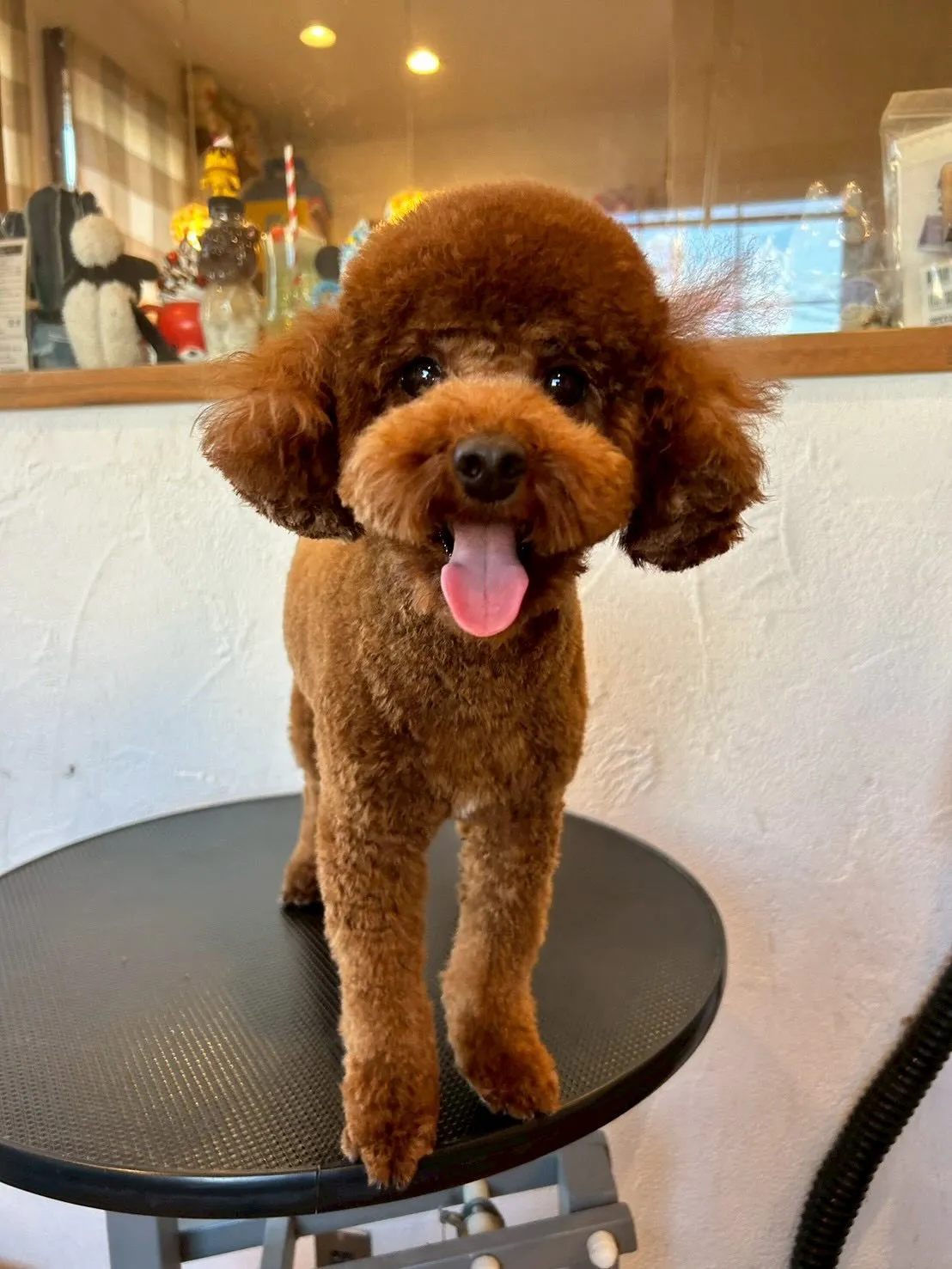 🐾 トリミングサロンで最高のビフォー＆アフターをご紹介します...