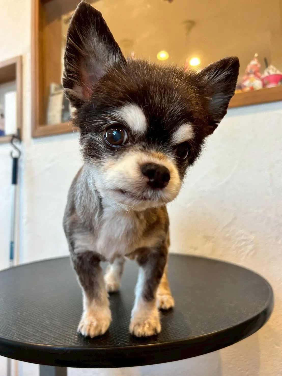 🐾 トリミングサロンで最高のビフォー＆アフターをご紹介します...