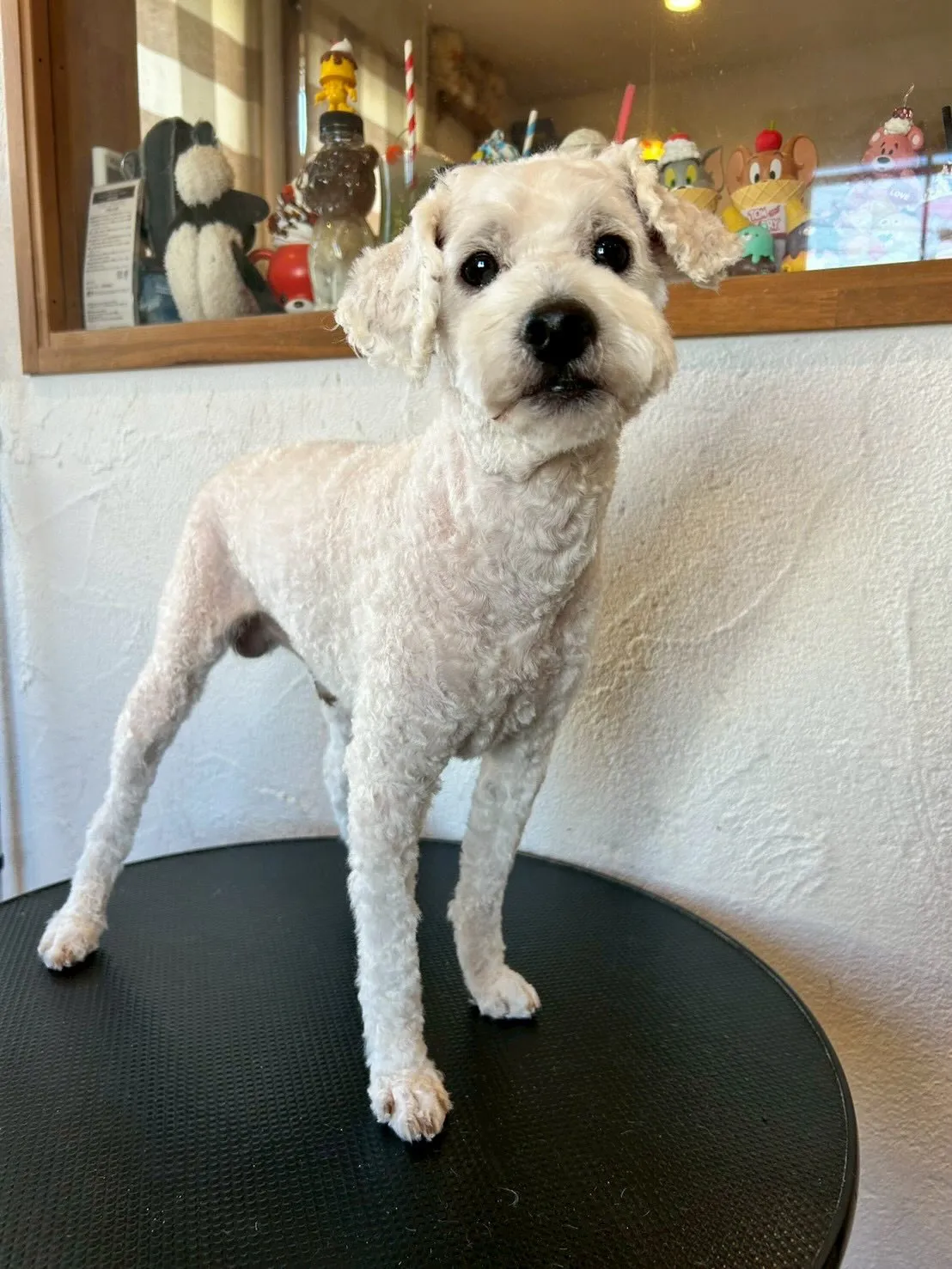 可愛いワンちゃんたちがトリミングサロンに遊びに来てくれました...