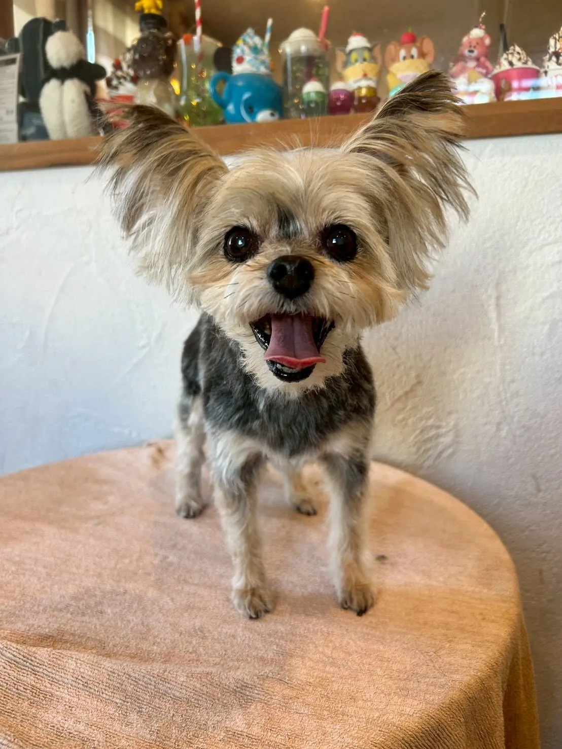 可愛いワンちゃんたちがトリミングサロンに遊びに来てくれました...