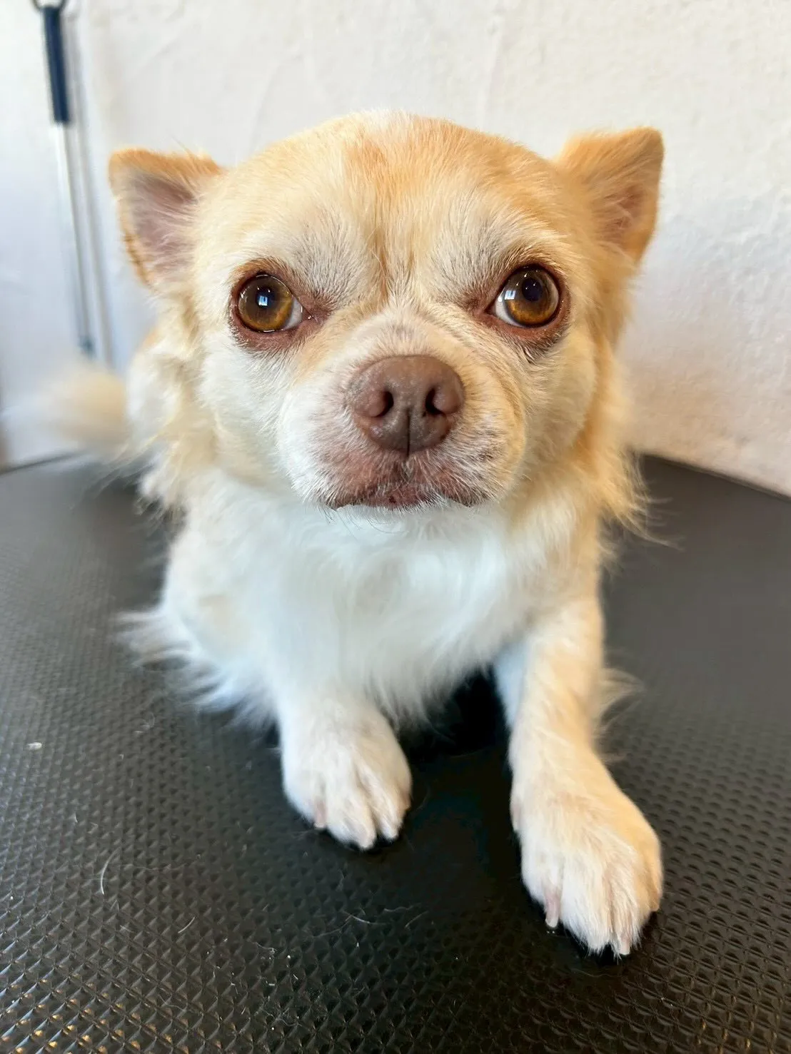 可愛いワンちゃんたちがトリミングサロンに遊びに来てくれました...