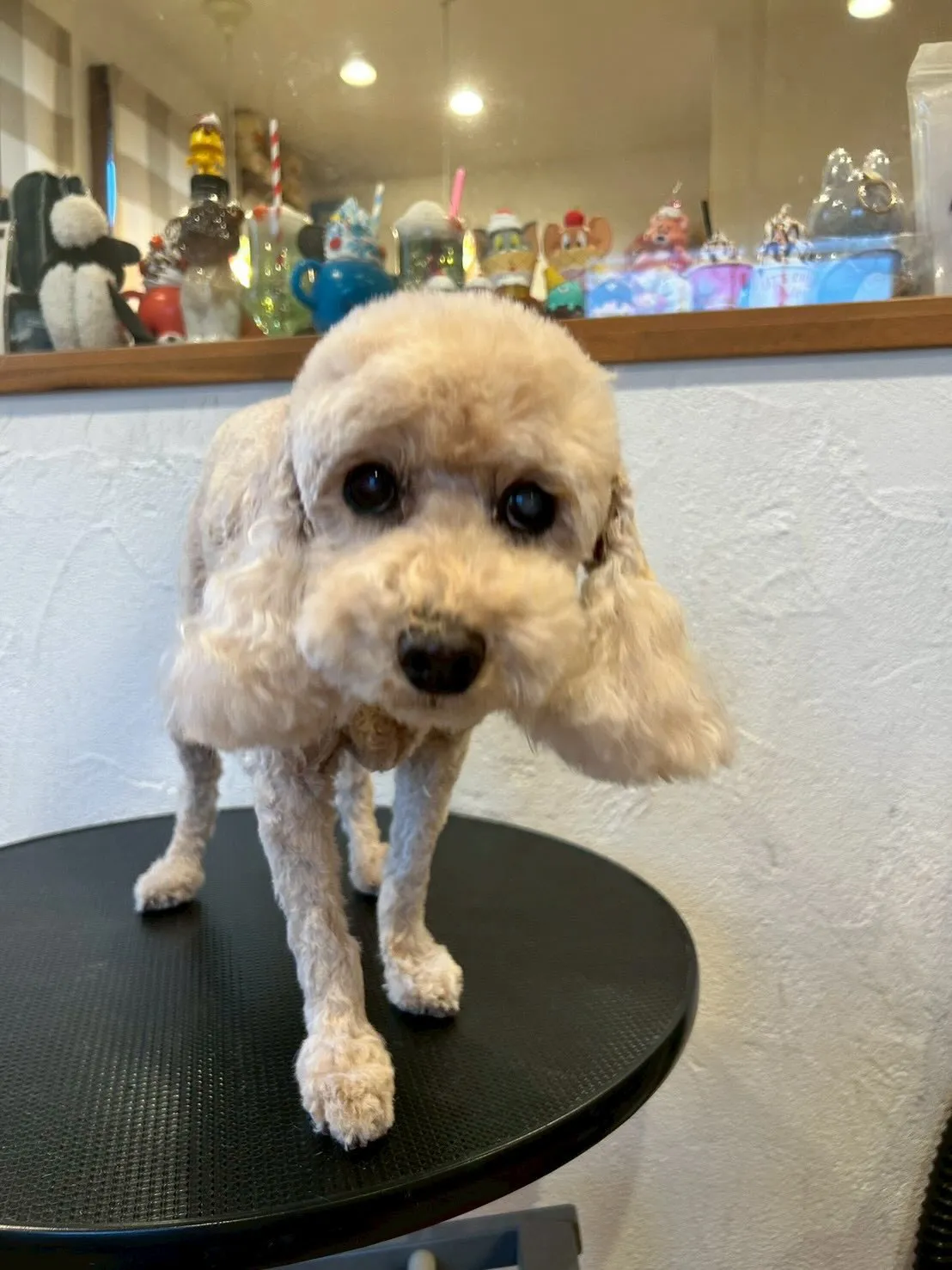 可愛いワンちゃんたちがトリミングサロンに遊びに来てくれました...