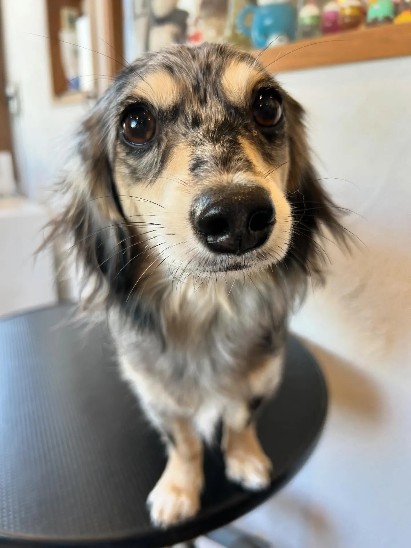 トリミングサロンは、かわいい4匹で大賑わい🐾💖 