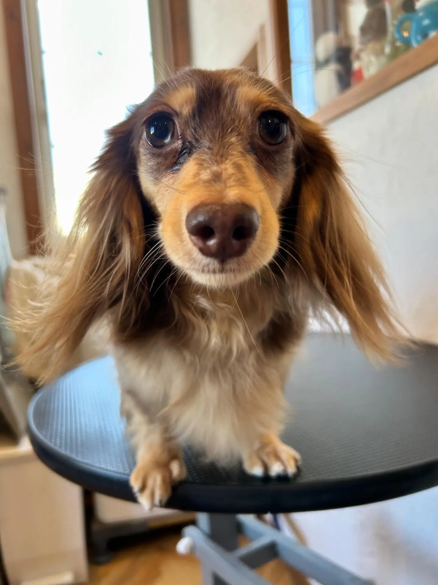 トリミングサロンは、かわいい4匹で大賑わい🐾💖 